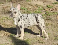 Addy, a female French Bulldog for sale in Springfield, MO – Photo 1 of 5