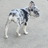 Addy, a female French Bulldog for sale in Kansas City, MO – Photo 4 of 5