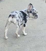 Addy, a female French Bulldog for sale in Springfield, MO – Photo 4 of 5