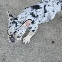 Addy, a female French Bulldog for sale in Kansas City, MO – Photo 5 of 5