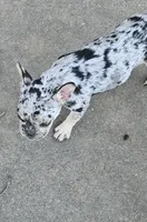 Addy, a female French Bulldog for sale in Springfield, MO – Photo 5 of 5