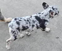 Addy, a female French Bulldog for sale in Springfield, MO – Photo 2 of 5