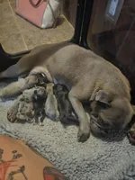 With 5 pups, a female French Bulldog for sale in Kansas City, MO – 1 of 1