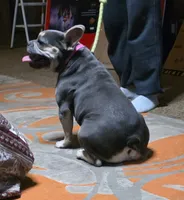 Storm, a female French Bulldog for sale in Belton, MO – 3 of 3