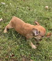 Hoss, a male French Bulldog for sale in Belton, MO – 2 of 3