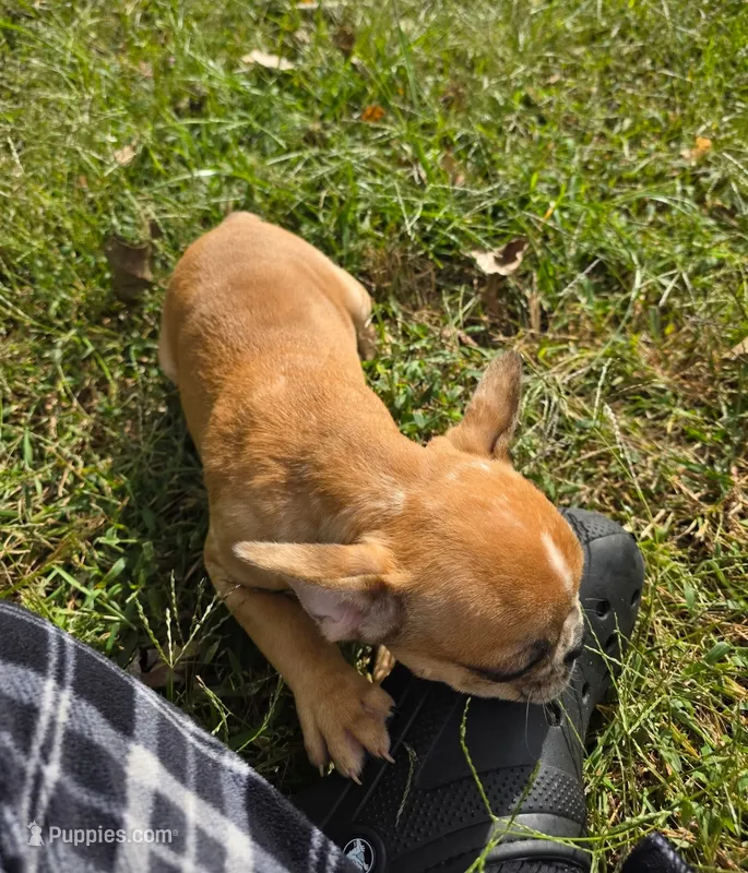Wes – French Bulldog puppy for sale in Belton, MO
