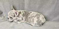 Lee, a male French Bulldog for sale in Kansas City, MO – 1 of 5