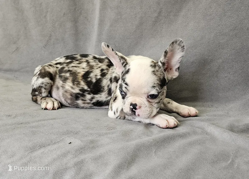 Ben – French Bulldog puppy for sale in Kansas City, MO