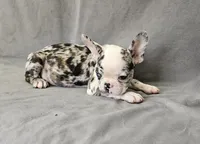 Ben, a male French Bulldog for sale in Kansas City, MO – 1 of 6
