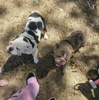 Breeding pair, a male English Bulldog for sale in Kansas City, MO – 4 of 4