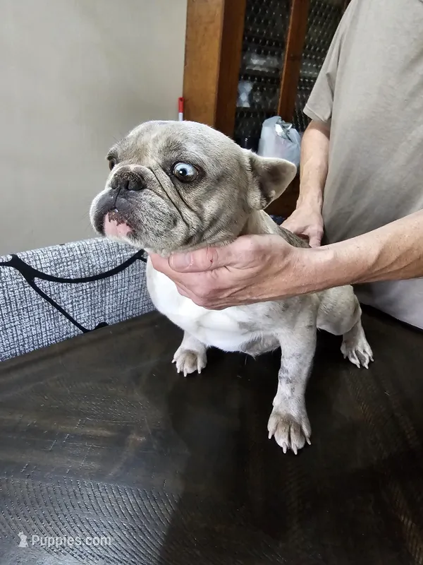 Bred due in May – French Bulldog puppy for sale in Kansas City, MO