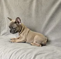 Roy, a male French Bulldog for sale in Kansas City, MO – 1 of 3