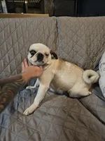 processed/6a598ef5-3919-4348-b4e0-e92a5ead487b/listing/fbae29bf-d8fd-418d-9451-4ec2de001b7b/148f9093-49dc-4832-a638-621718911472