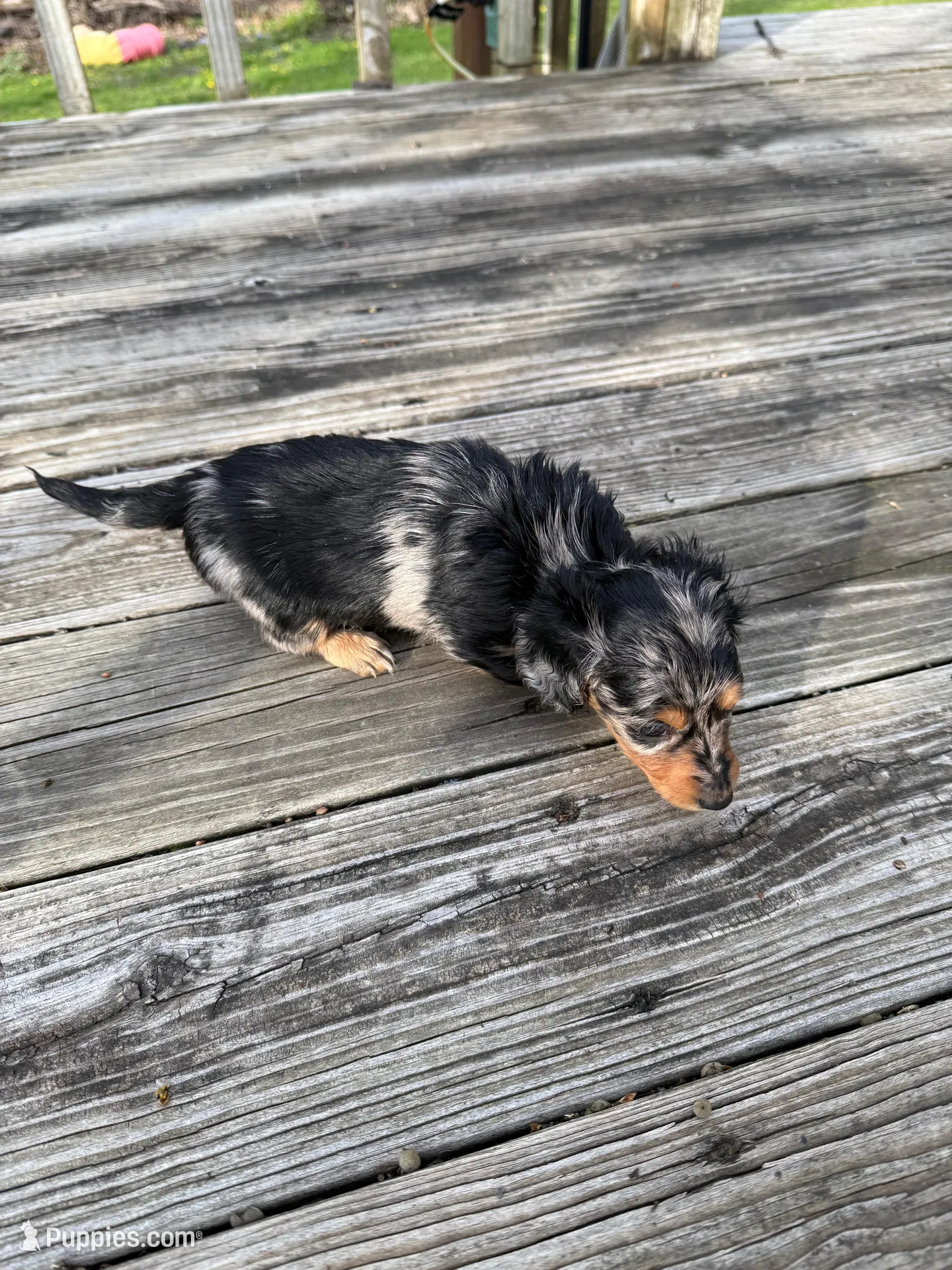 Gabby, a female Miniature Dachshund for sale in Oakfield, WI – Photo 2 of 5