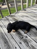 Sylvie, a female Miniature Dachshund for sale in Oakfield, WI – Photo 2 of 5