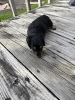 Sylvie, a female Miniature Dachshund for sale in Oakfield, WI – Photo 4 of 5