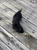 Sylvie, a female Miniature Dachshund for sale in Oakfield, WI – Photo 5 of 5