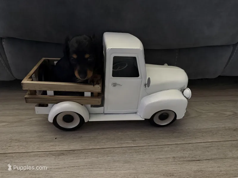 Sylvie – Miniature Dachshund puppy for sale in Oakfield, WI