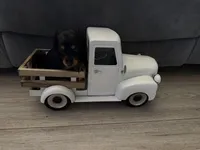 Sylvie, a female Miniature Dachshund for sale in Oakfield, WI – Photo 1 of 5