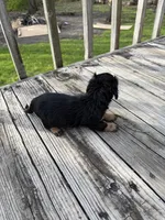 Sylvie, a female Miniature Dachshund for sale in Oakfield, WI – Photo 3 of 5