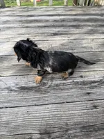 Gabby, a female Miniature Dachshund for sale in Oakfield, WI – Photo 4 of 5