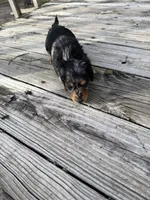 Gabby, a female Miniature Dachshund for sale in Oakfield, WI – Photo 3 of 5