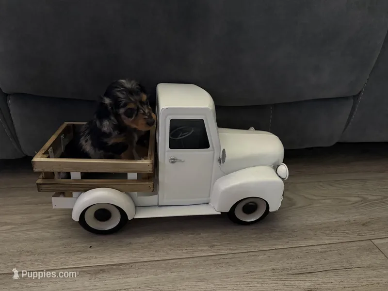 Gabby – Miniature Dachshund puppy for sale in Oakfield, WI