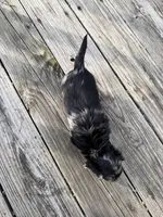 Gabby, a female Miniature Dachshund for sale in Oakfield, WI – Photo 5 of 5