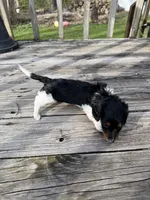 Herman, a male Miniature Dachshund for sale in Oakfield, WI – Photo 2 of 5