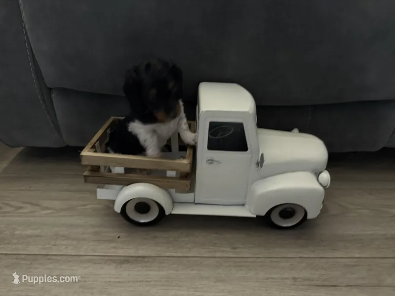 Herman – Miniature Dachshund puppy for sale in Oakfield, WI