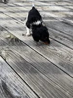 Herman, a male Miniature Dachshund for sale in Oakfield, WI – Photo 4 of 5