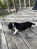 Herman, a male Miniature Dachshund for sale in Oakfield, WI – Photo 3 of 5