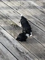 Herman, a male Miniature Dachshund for sale in Oakfield, WI – Photo 5 of 5