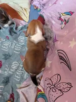 Janet, a female Basset Hound for sale in Tucson, AZ – 3 of 3