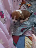 Janet, a female Basset Hound for sale in Tucson, AZ – 2 of 3