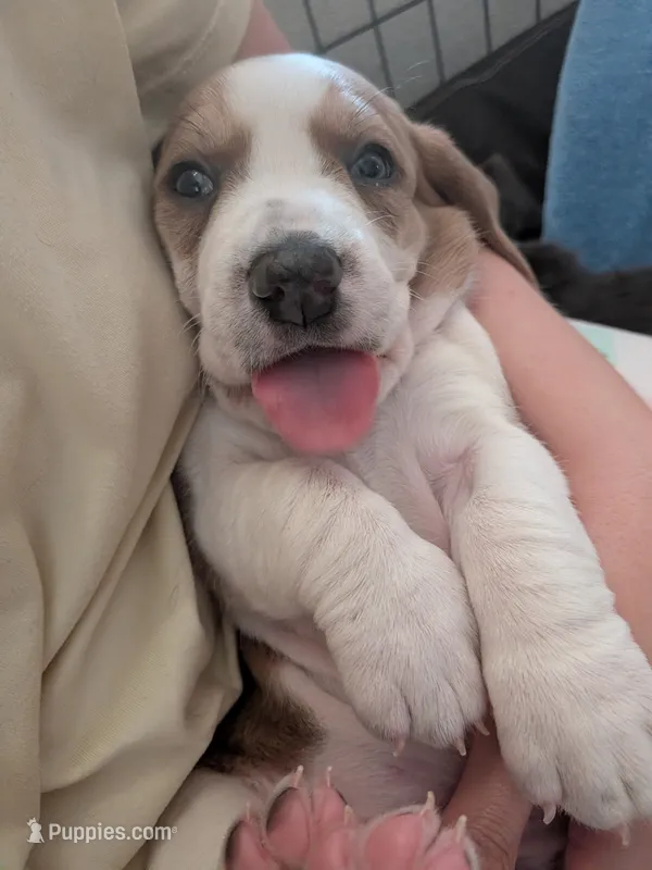 Rebbie – Basset Hound puppy for sale in Tucson, AZ