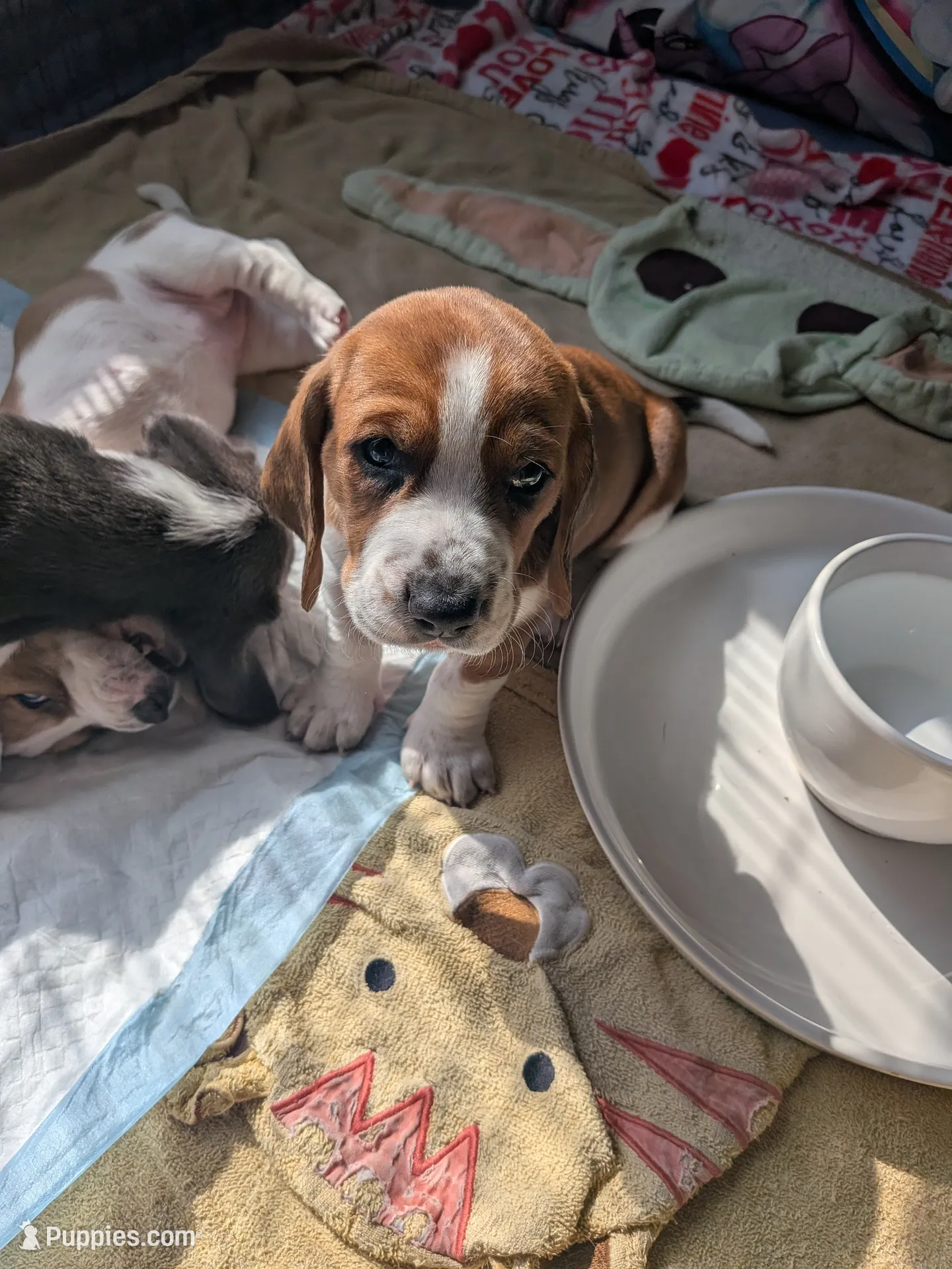 Janet, a female Basset Hound for sale in Tucson, AZ – 1 of 3