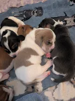Michael, a male Basset Hound for sale in Tucson, AZ – 2 of 2
