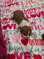 Janet, a female Basset Hound for sale in Tucson, AZ – 1 of 1