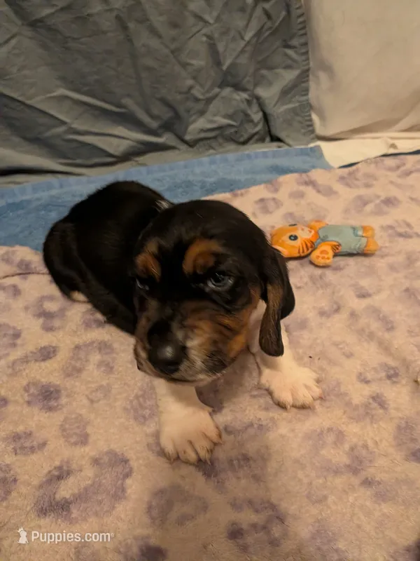 Xavier – Basset Hound puppy for sale in Tucson, AZ