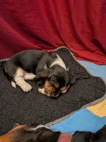 Xavier, a male Basset Hound for sale in Tucson, AZ – 2 of 2