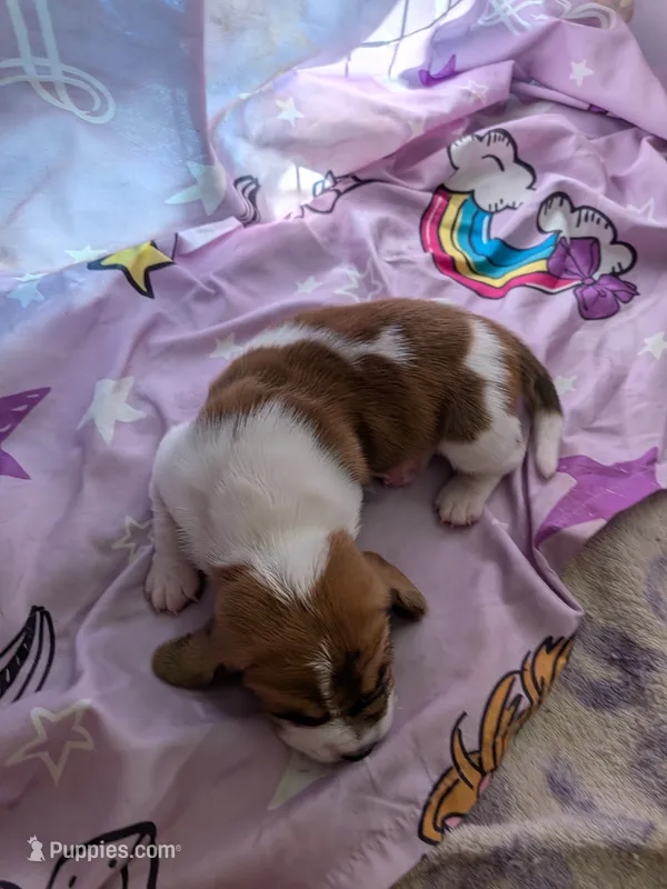 Paris – Basset Hound puppy for sale in Tucson, AZ