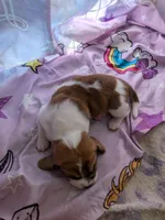 Paris, a female Basset Hound for sale in Tucson, AZ – 1 of 1