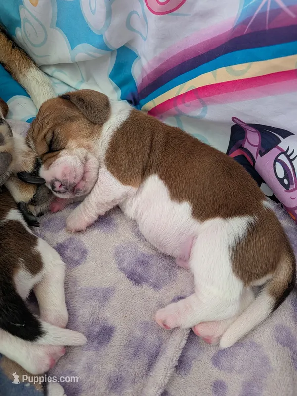 Marlon – Basset Hound puppy for sale in Tucson, AZ