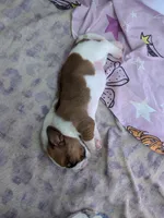 Latoya, a female Basset Hound for sale in Tucson, AZ – 2 of 2