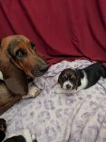Rougue, a female Basset Hound for sale in Tucson, AZ – 2 of 2