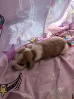 Rebbie, a female Basset Hound for sale in Tucson, AZ – 1 of 1