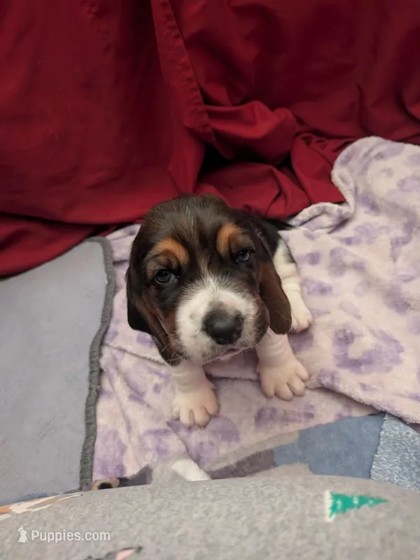 Rougue – Basset Hound puppy for sale in Tucson, AZ