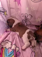 Latoya, a female Basset Hound for sale in Tucson, AZ – 1 of 2