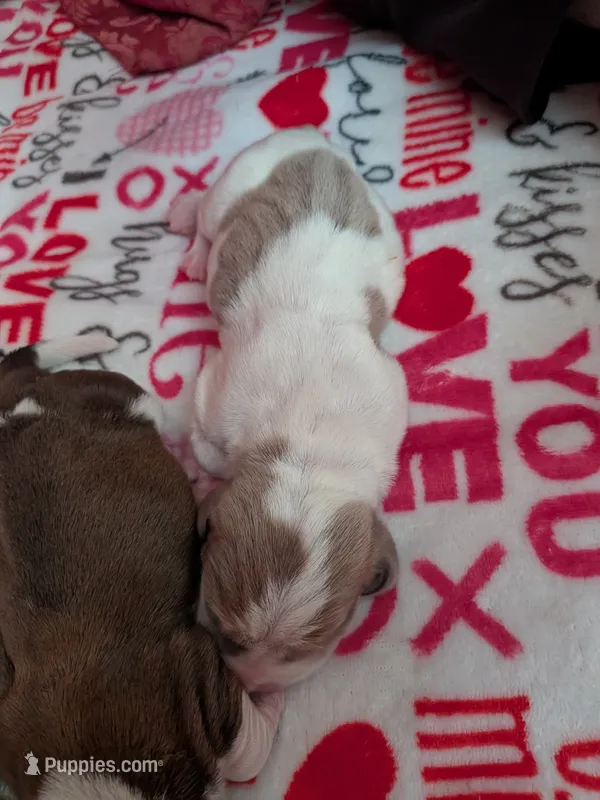 Michael – Basset Hound puppy for sale in Tucson, AZ